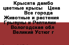 Крысята дамбо цветные крысы › Цена ­ 250 - Все города Животные и растения » Грызуны и Рептилии   . Вологодская обл.,Великий Устюг г.